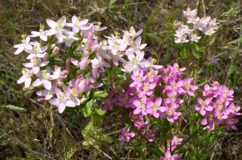 Goldenger voor het weigeren van alcohol